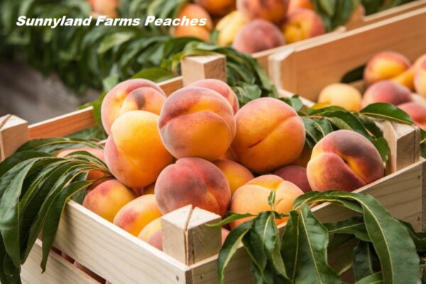 Sunnyland Farms Peaches